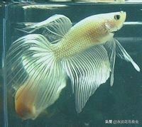 斗鱼哪个品种好养活,斗鱼品种哪个好养