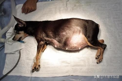 狗狗子宫蓄脓绝育后怎么办,狗狗子宫蓄脓直接绝育可以吗