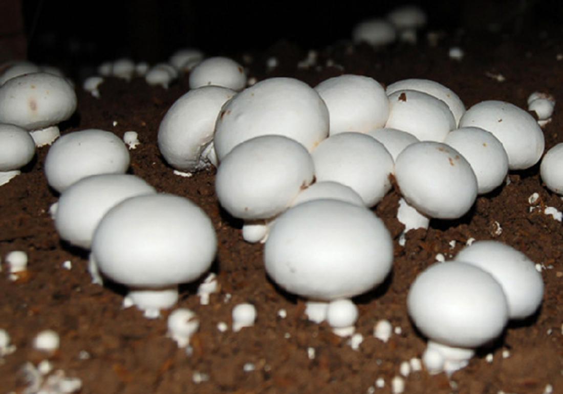 双孢菇种植技术和管理,双孢菇种植需要什么条件