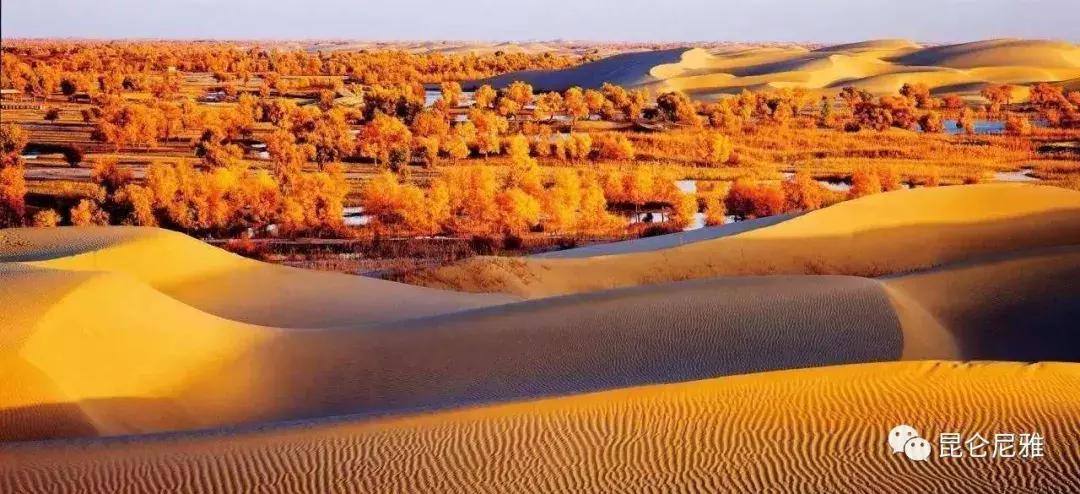 尼雅黑鸡是土鸡吗,尼雅黑鸡苗乌鲁木齐哪里售卖