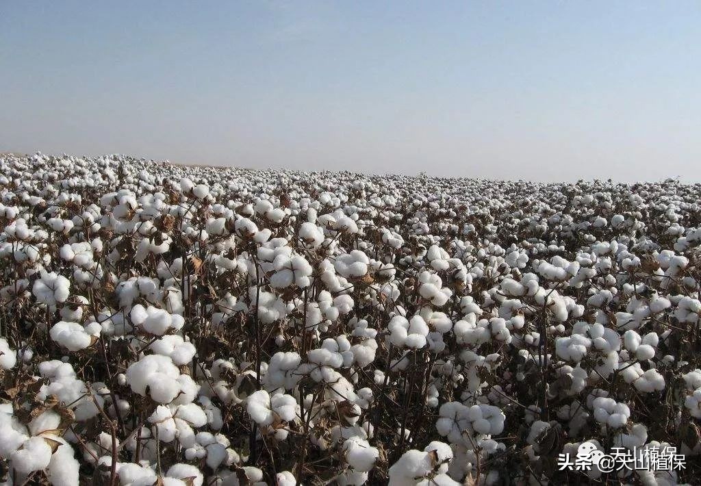 影响棉花产量的几个因素,棉花个子矮果枝台数多影响产量吗