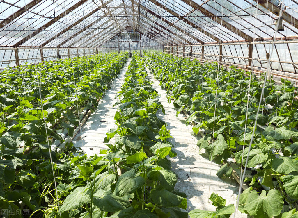 闲置房屋种植蔬菜怎么赚钱,种植蔬菜赚钱