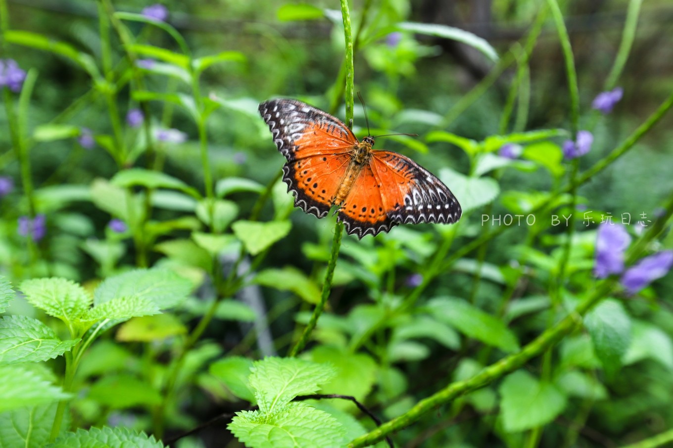 享受鼎湖山绝美风景,换个角度的风景