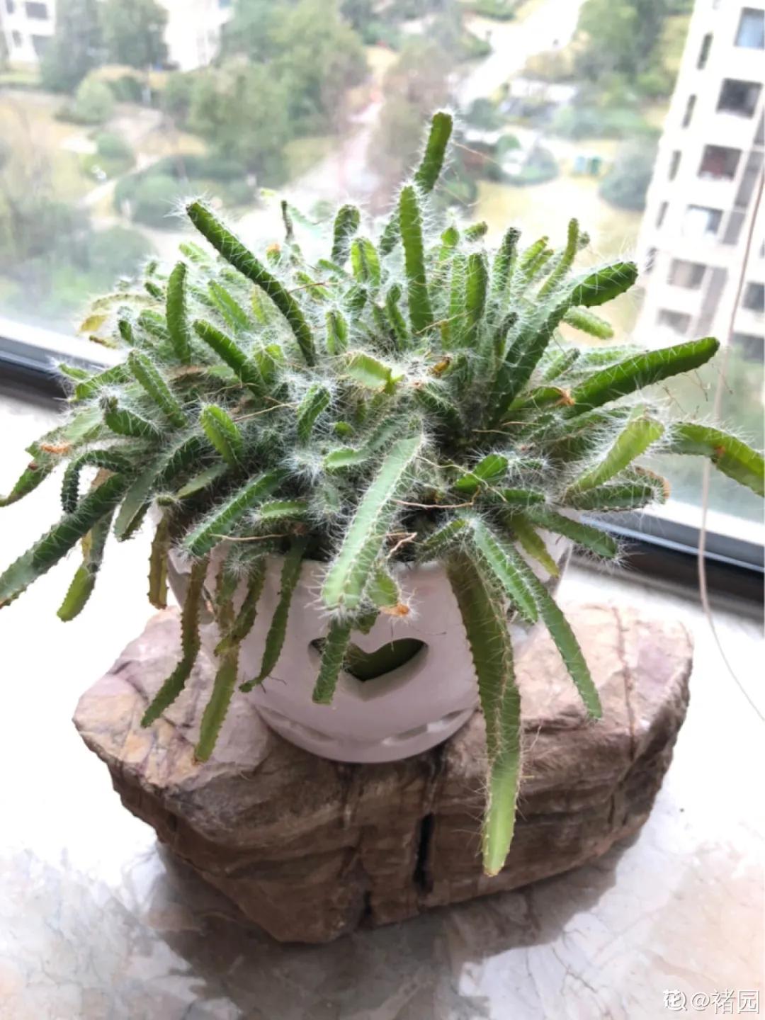 一根枝插土里就能成活的果树,大树枝直接插土里能活吗