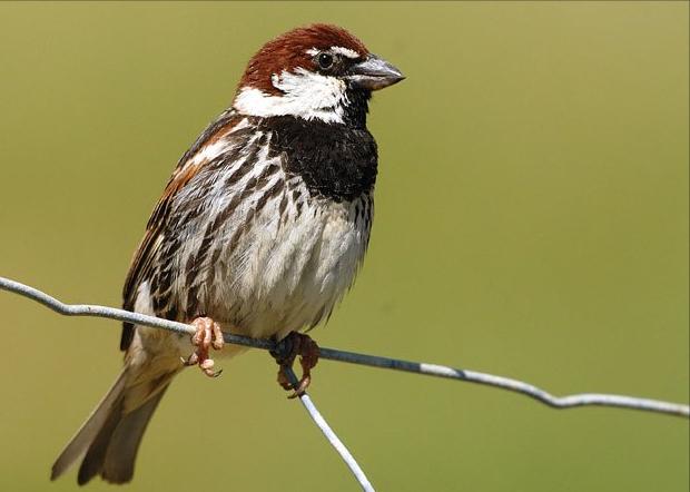 东江揽胜,惠州淡水常见鸟类图谱