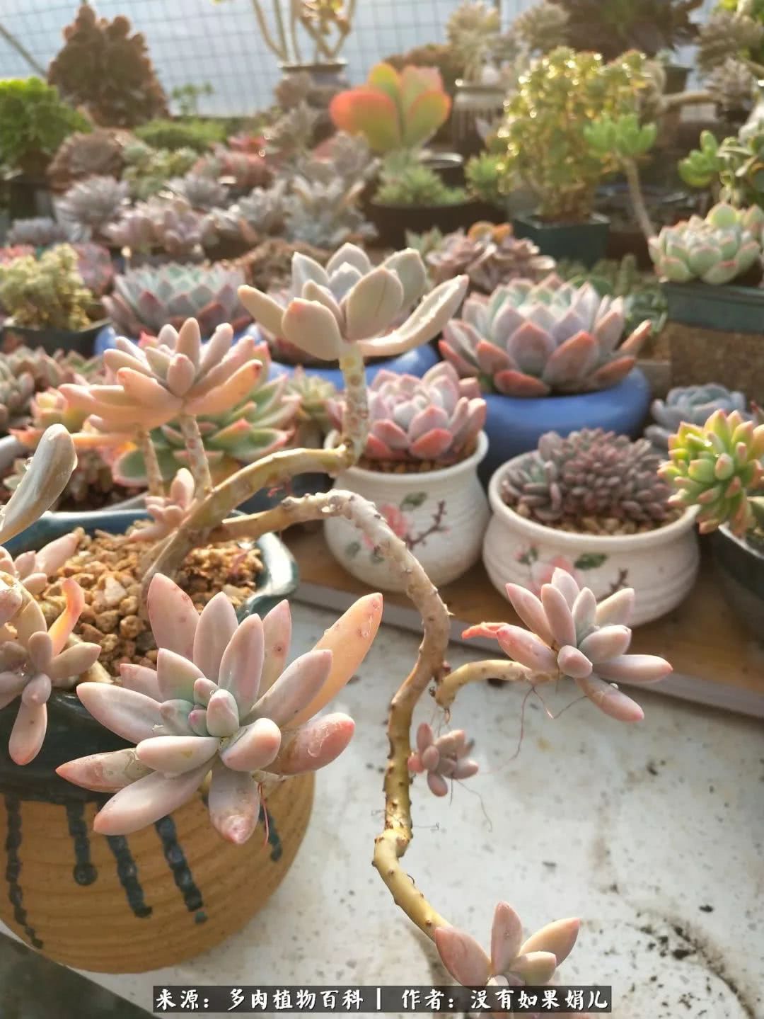 明人不说暗话，我为多肉而来！