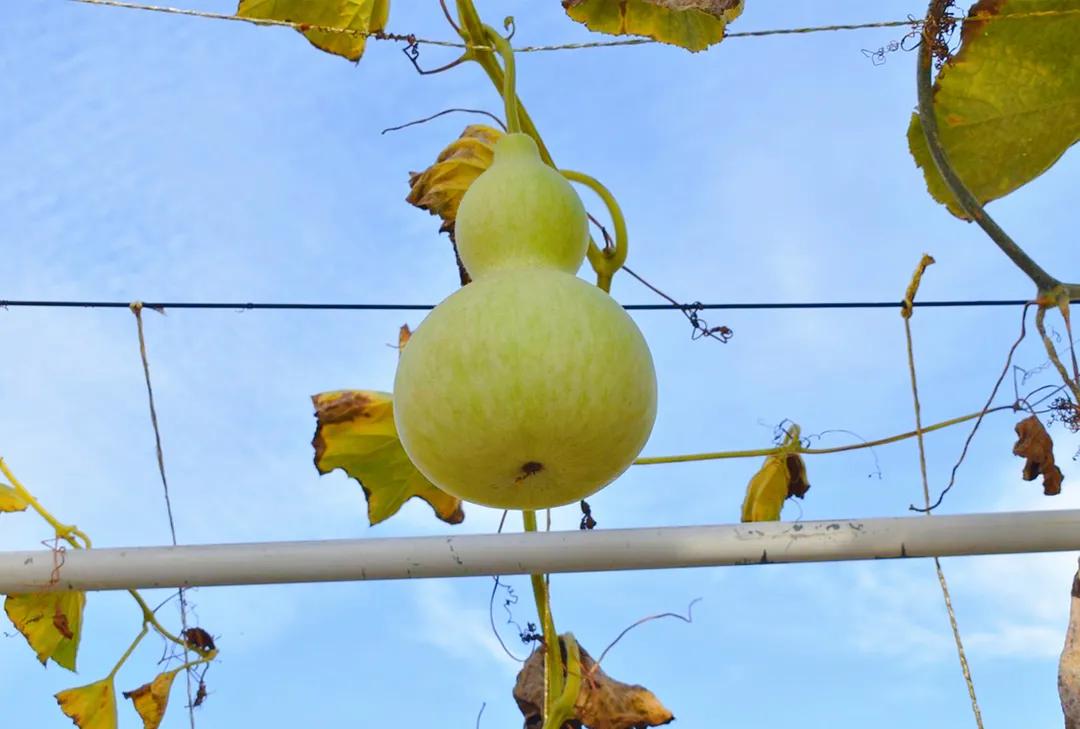 秋天银川旅游线路推荐,银川的秋天