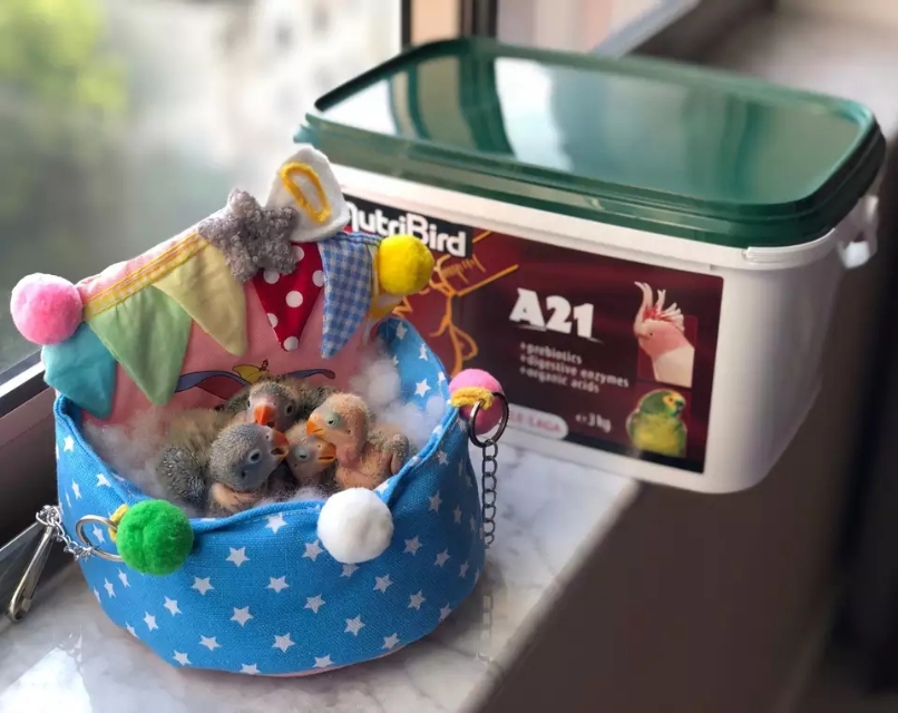 鹦鹉忽然站不起来挣扎,鹦鹉突然站不起来是什么病