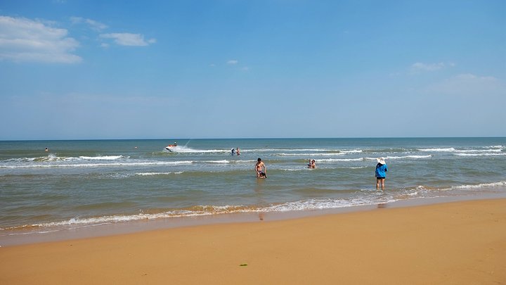 日照直播,日照绿茶价格表