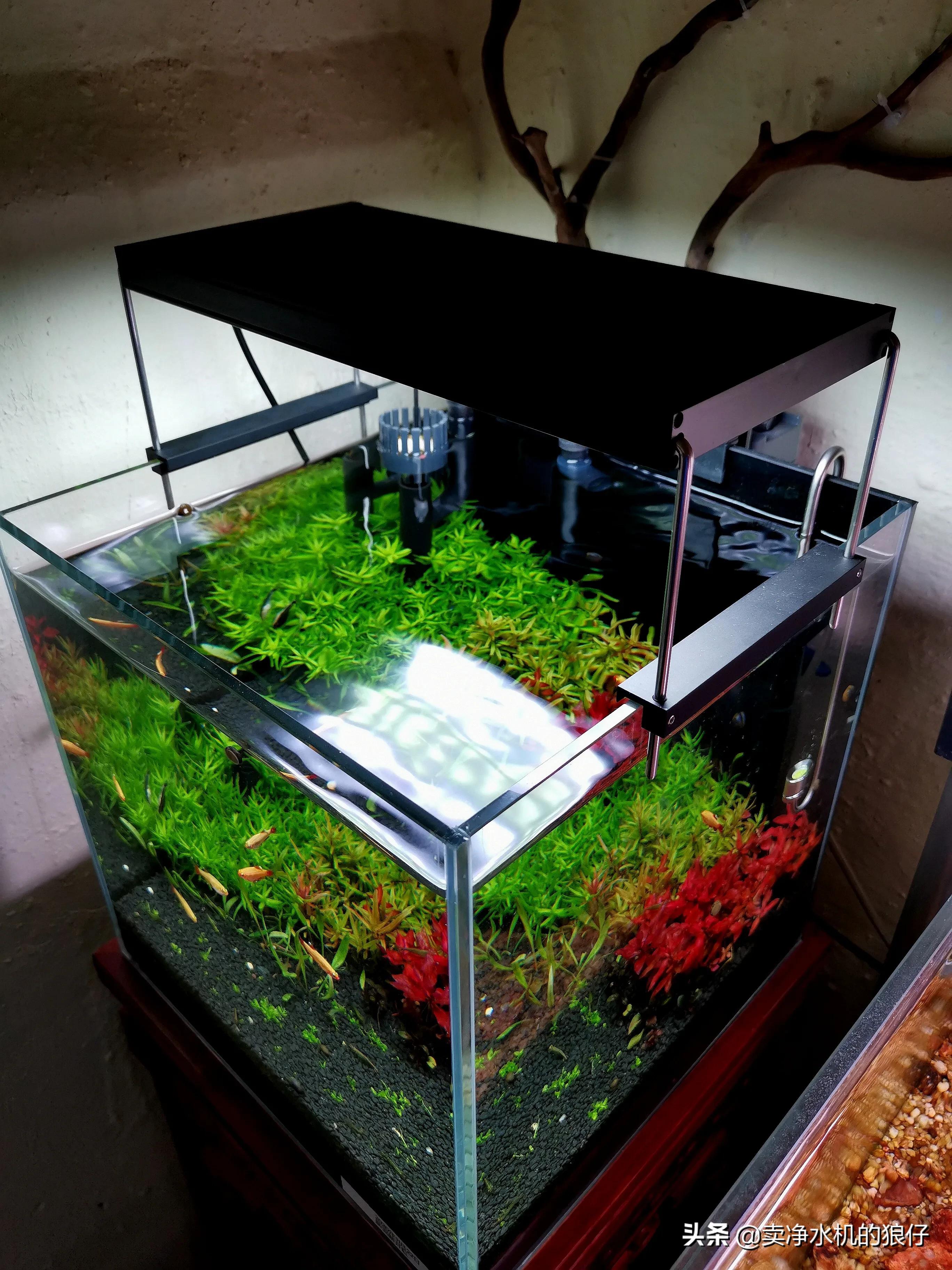 如何让小鱼缸变成空气缸,如何让鱼缸出现空气缸