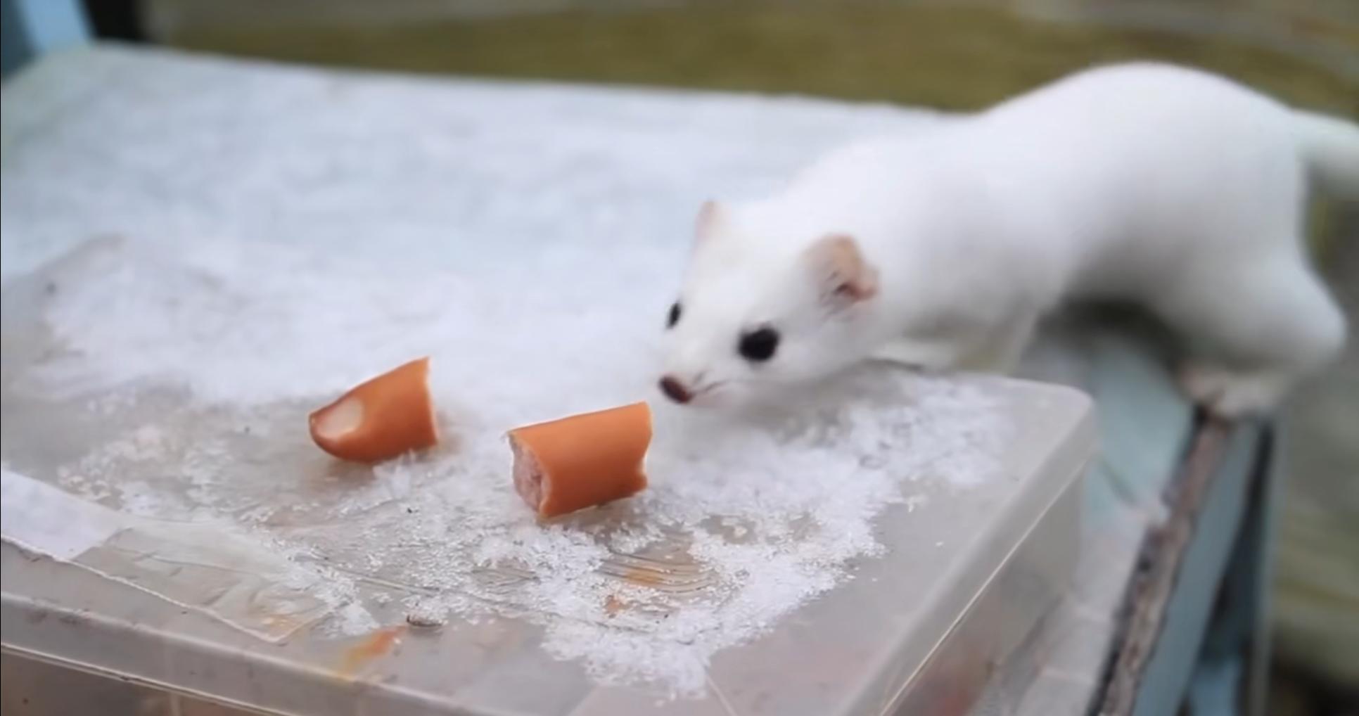 黄鼠狼黄大仙的视频,黄鼠狼捕捉黄大仙