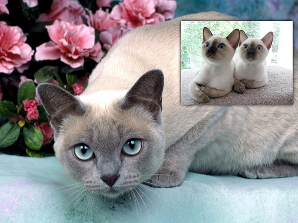 各种猫咪花纹品种,名贵品种猫咪大全