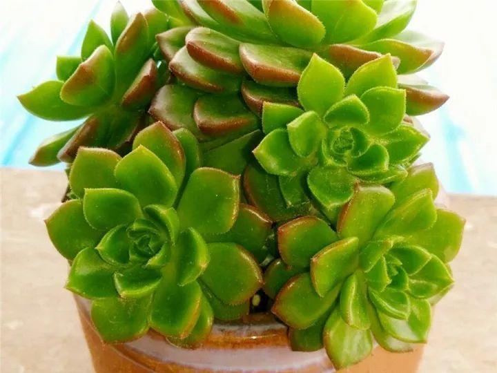 100种常见多肉的养法图片大全,60种好度夏的多肉植物