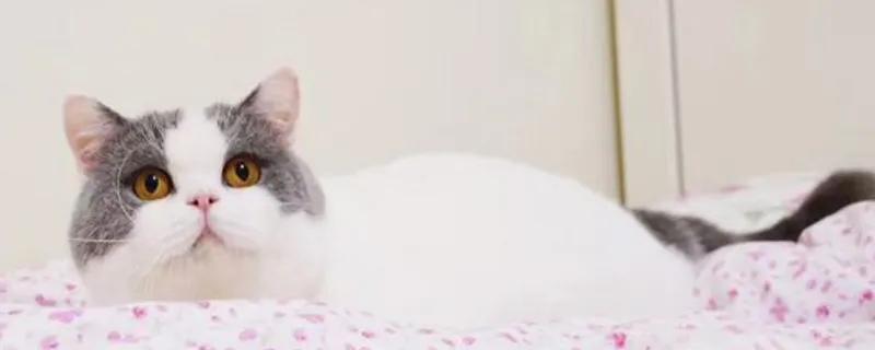 秒懂内涵填空,英短的颜色有多少种