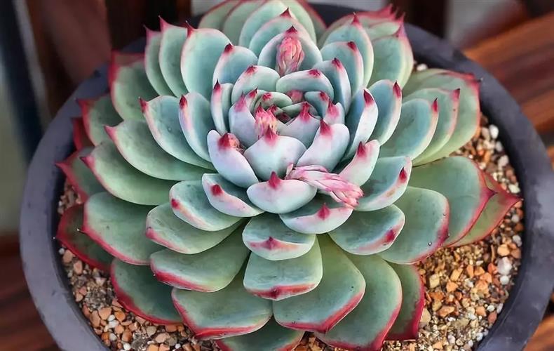 多肉老桩干货集锦，压轴的全是逆天极品!