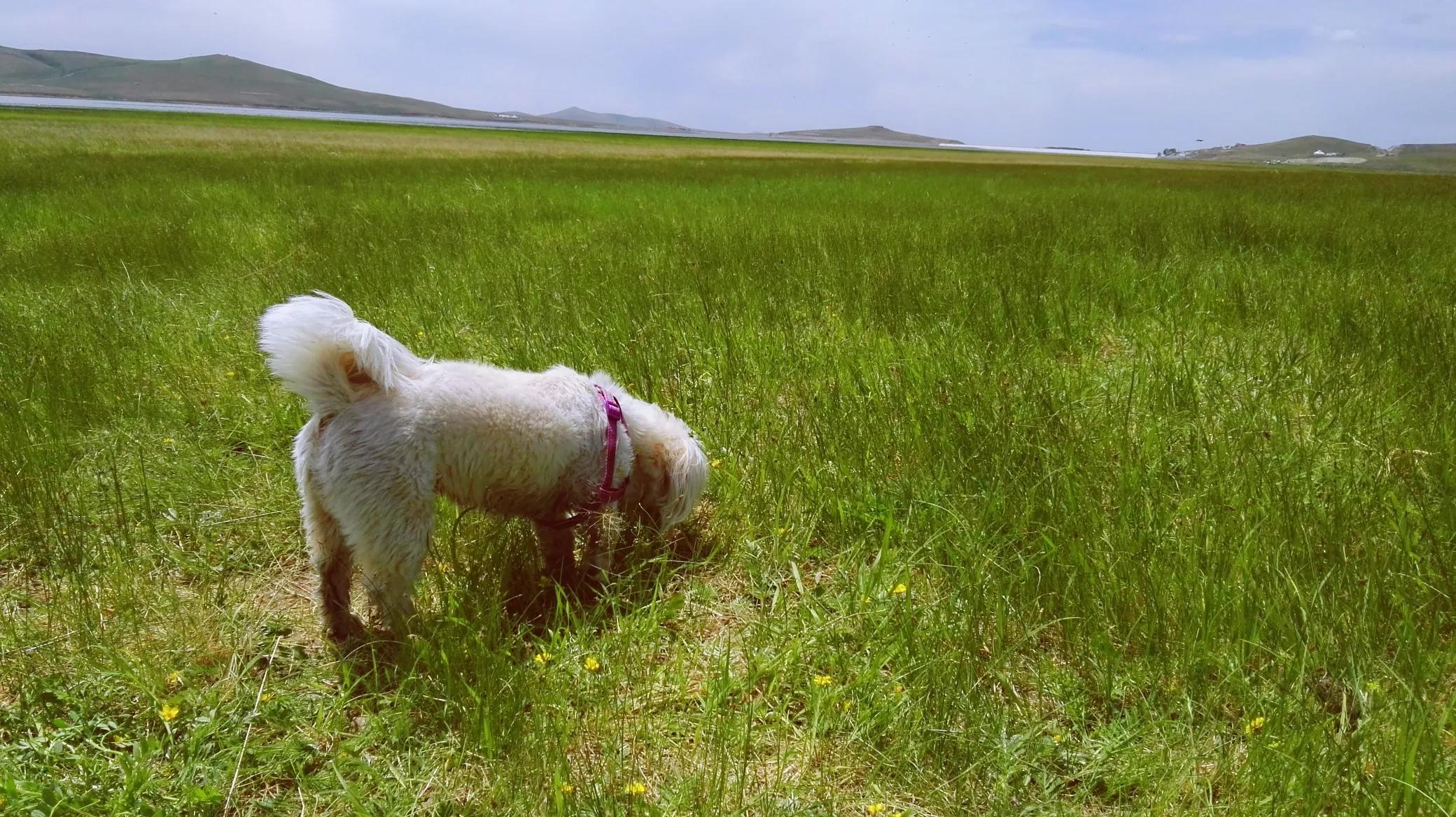 天边草原乌拉盖，《狼图腾》取景地，内蒙古保存最完好的天然草甸