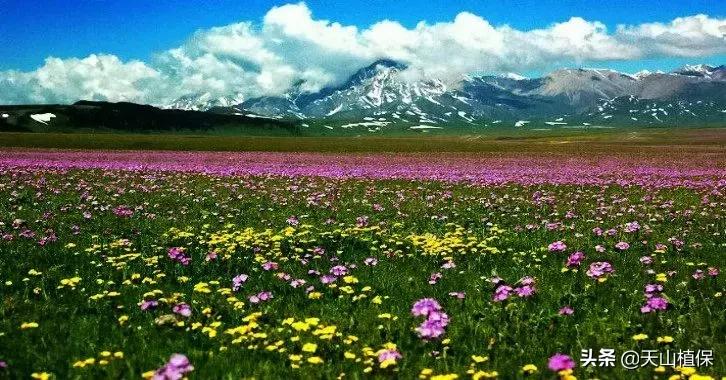 伊犁可克达拉草原,伊犁草原之旅