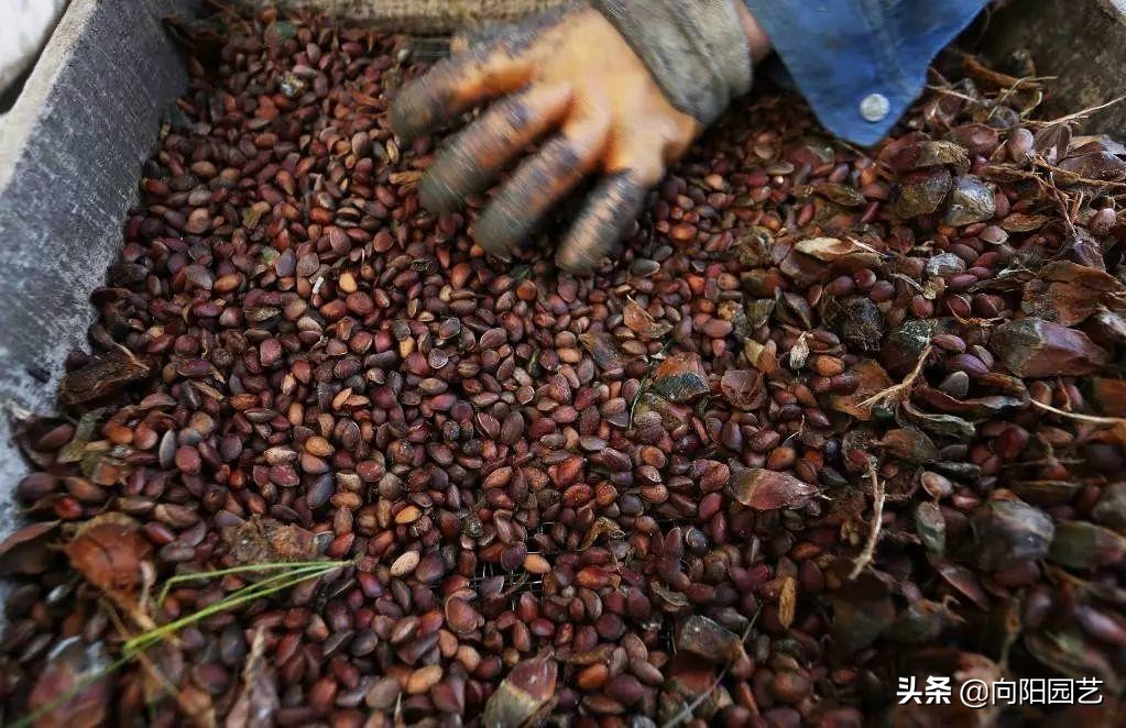松果松子采摘,东北的松子是怎样采摘的