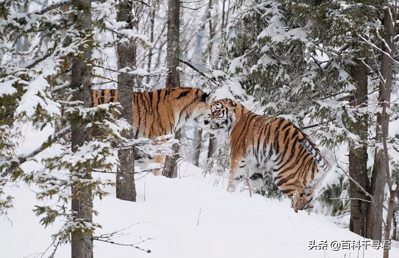 最大内陆国计划让里海虎“秽土转生”，莱昂纳多曾发文支持