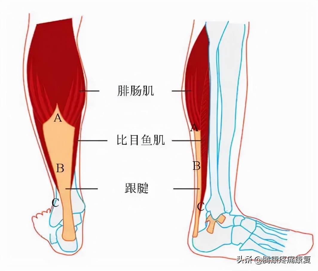小腿膝关节疼痛是什么原因,小腿窝疼痛是什么原因造成的