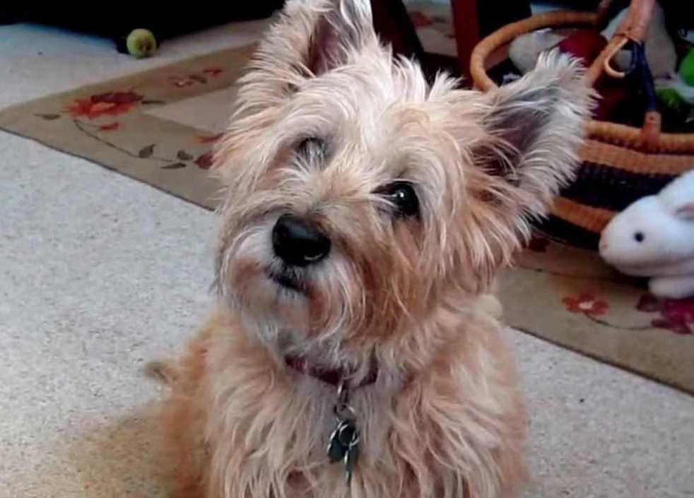 适合老年人养的狗排行榜,适合老人养的狗好养活的品种