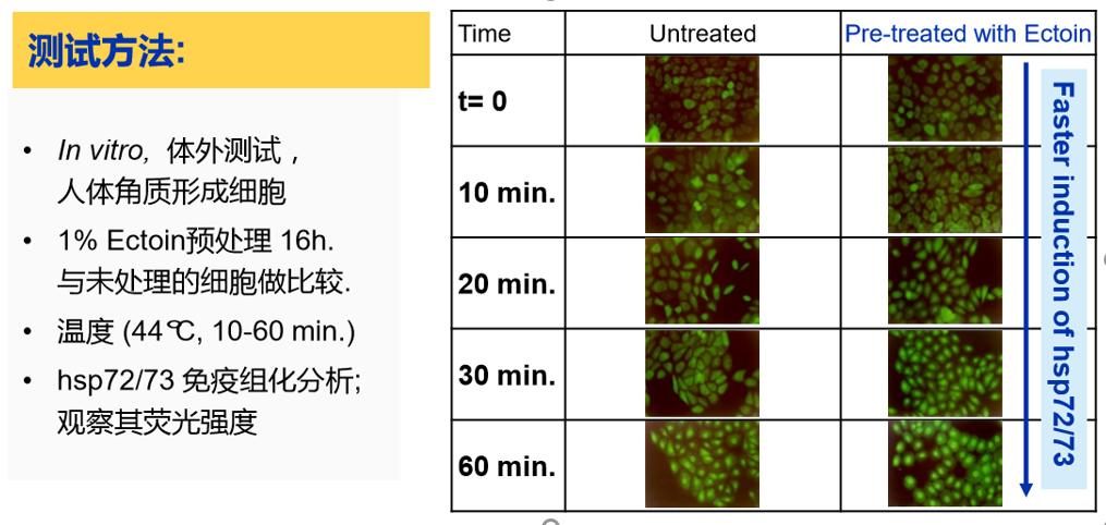 成分*党**特辑：既能修复肌肤还能抗衰抗皱的天然护肤因子—依克多因