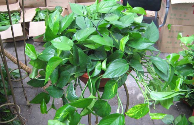 淘米水浇君子兰教程,淘米水能直接擦君子兰叶片上面吗