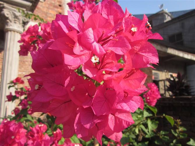 三角梅10大勤花品种,三角梅勤花十大品种