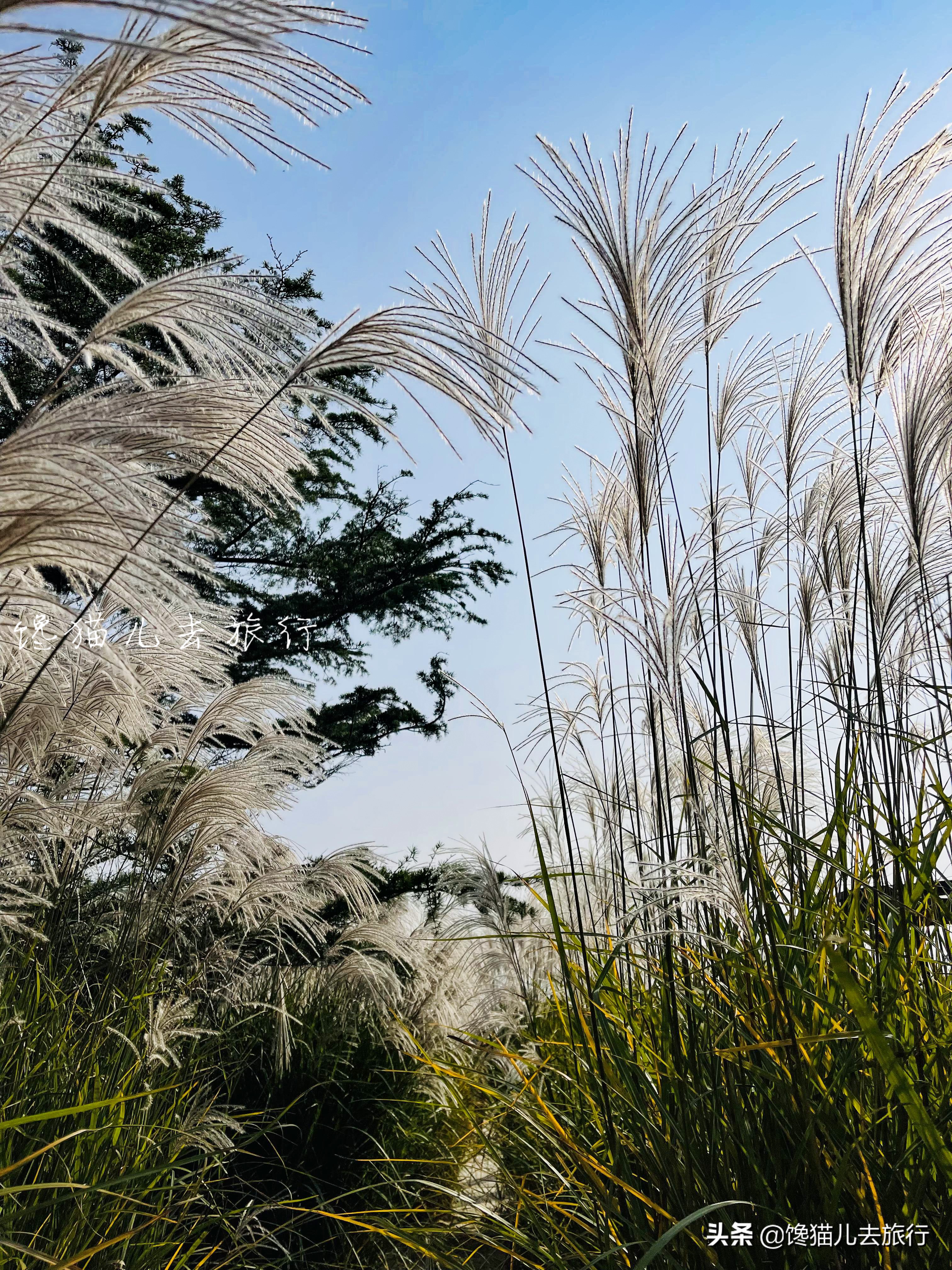 威海这种网红草,如何以一己之力,成为秋天里最受众人追捧的草?