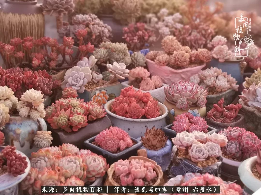 养多肉这几点新手必要知道,在养多肉的路上越走越远