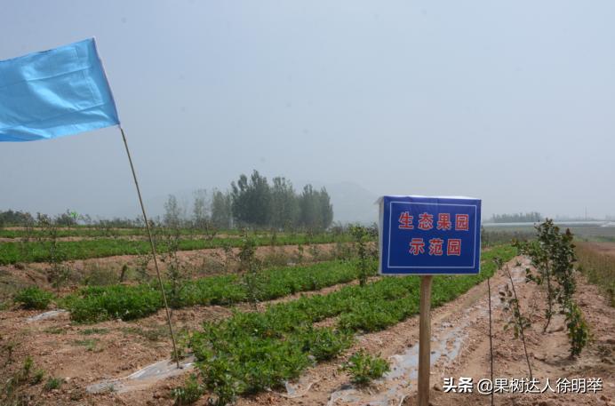 虫子王——以虫治虫的蚜虫生物防治技术体系，果农了解用处大