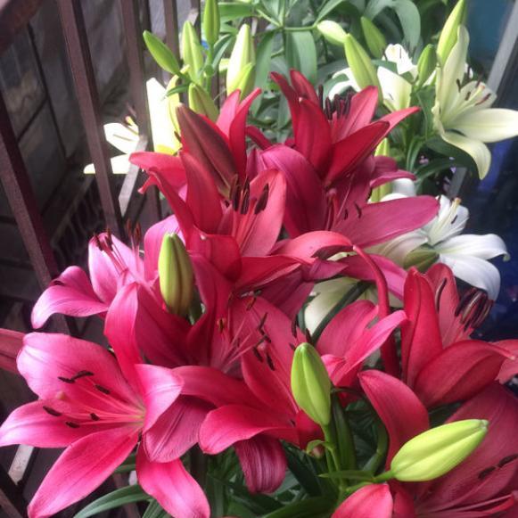 百合花开完花后长出的小球怎么办,盆栽百合花开完花后怎么处理