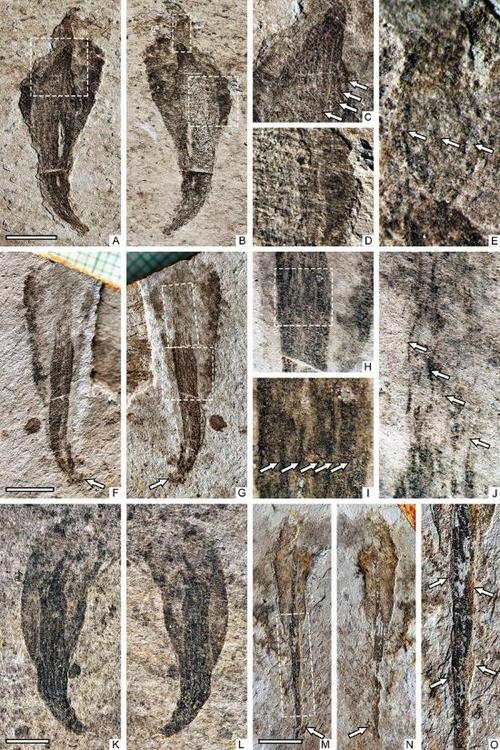 关于多细胞生物的起源之谜