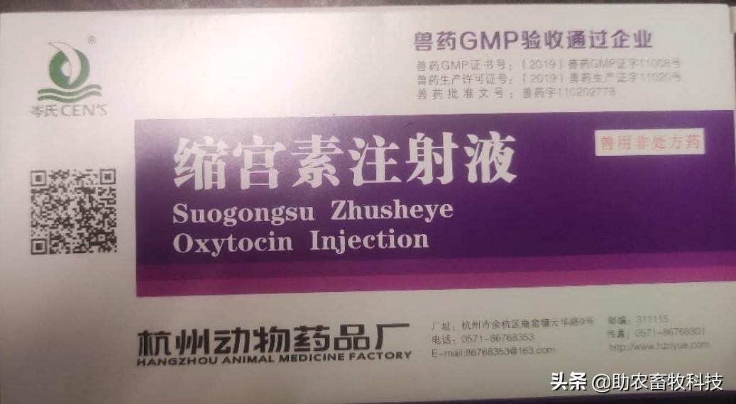 牛的子宫内膜炎如何治疗,牛的子宫内膜炎怎么治