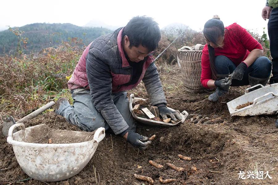 贵州的道地药材天麻,天麻属于哪里的道地药材