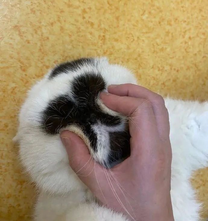 丑猫大赛视频完整版,2020年丑猫大赛看看丑到你了没