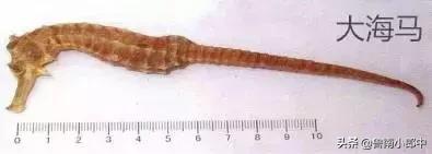 海马强肾丸厉害之处,海马搭配什么可散结清热