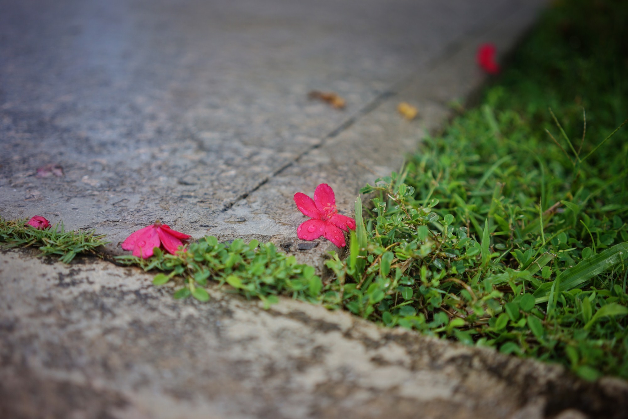 一定是特别的缘分——帕劳，再遇见「周若雪Patty」·上