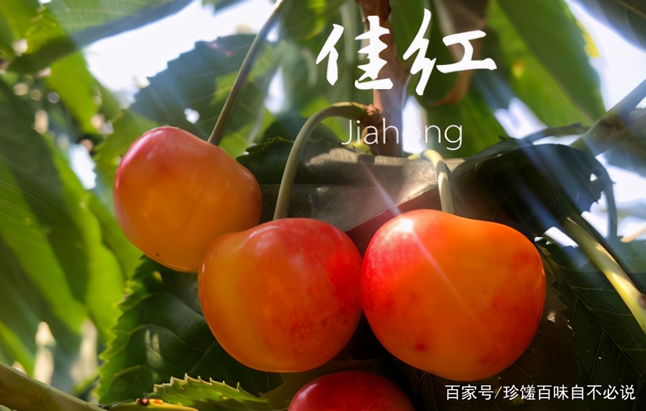樱桃上市哪种最好吃,正在上市的樱桃品种