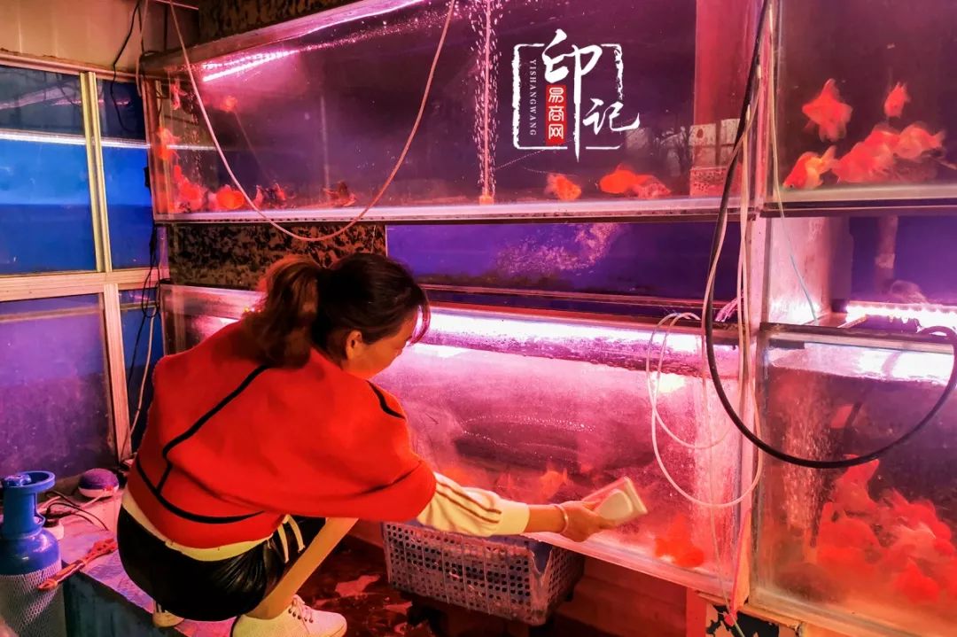 商丘道北花鸟批发市场,商丘花鸟宠物市场