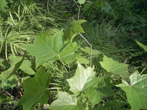 中药材八角的图片大全,中药材八角枫根功效与作用