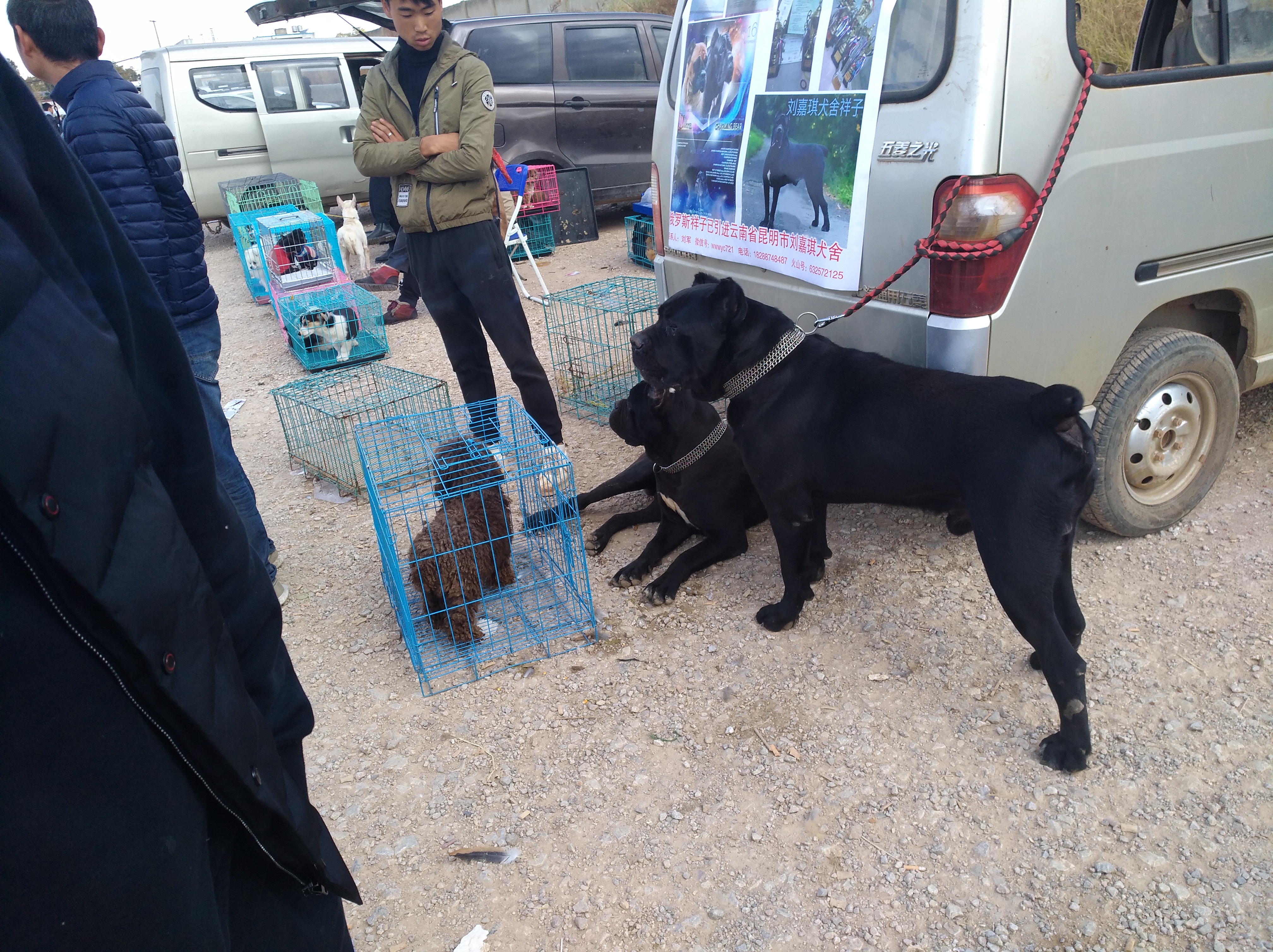 品相最好的杜高犬,杜高犬舍靠谱吗