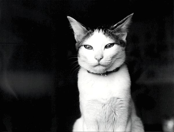 复旦大学教授谈上海,人民日报点评上海复旦教授