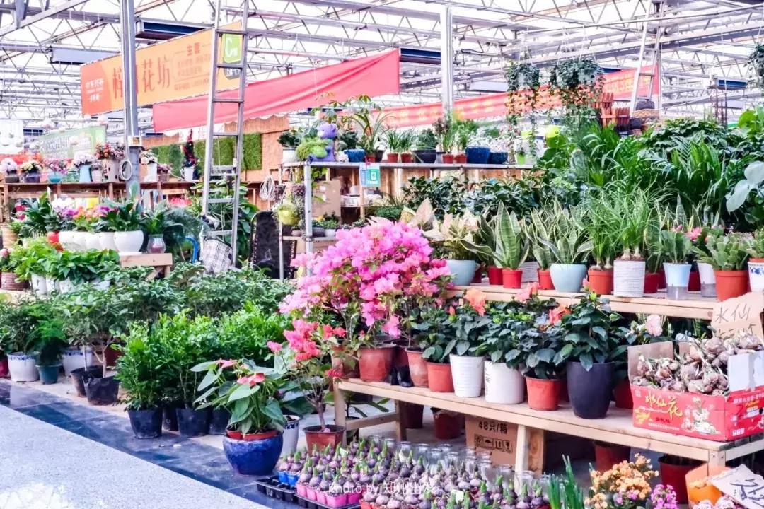 郑州三大花卉市场都是哪个,郑州哪个花卉市场最全