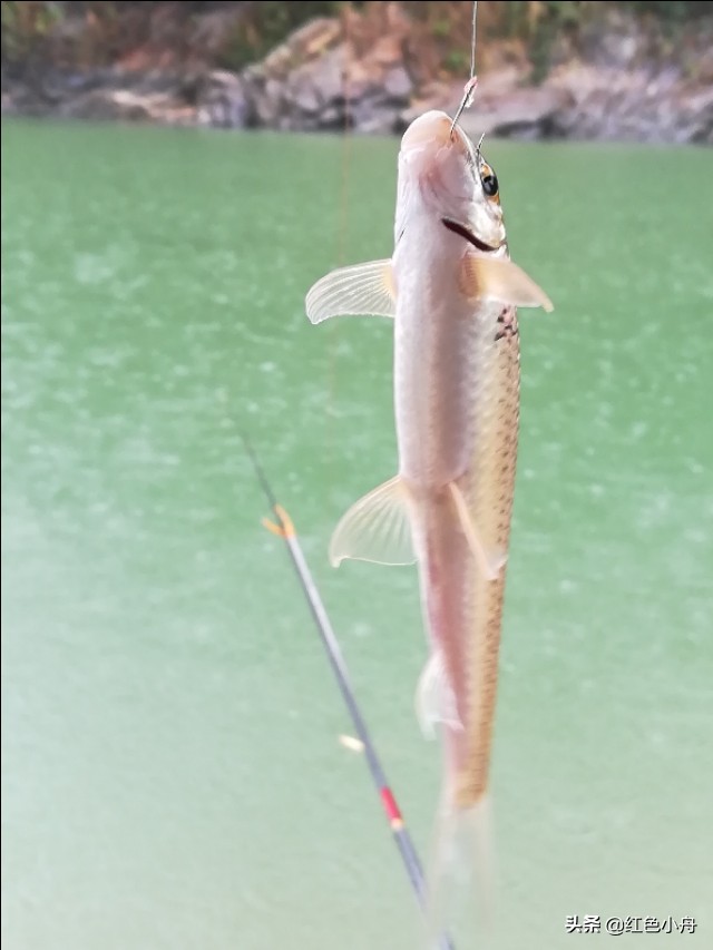 为什么我喜欢硬竿钓鱼,4.5米的鲫鱼竿能钓大鱼吗