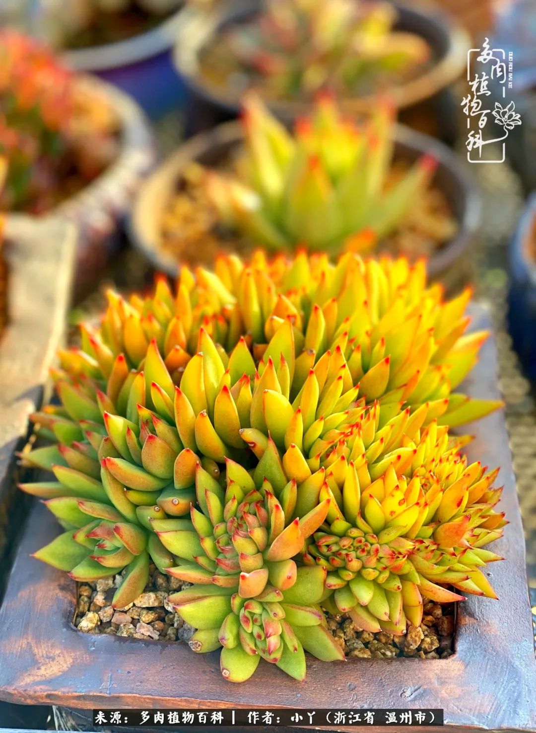 祖上无院家里无矿,一腔浪漫情怀付诸楼顶造花