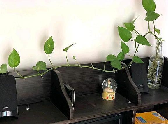 水培绿萝的养殖方法和禁忌,办公室水培绿萝多久换一次水