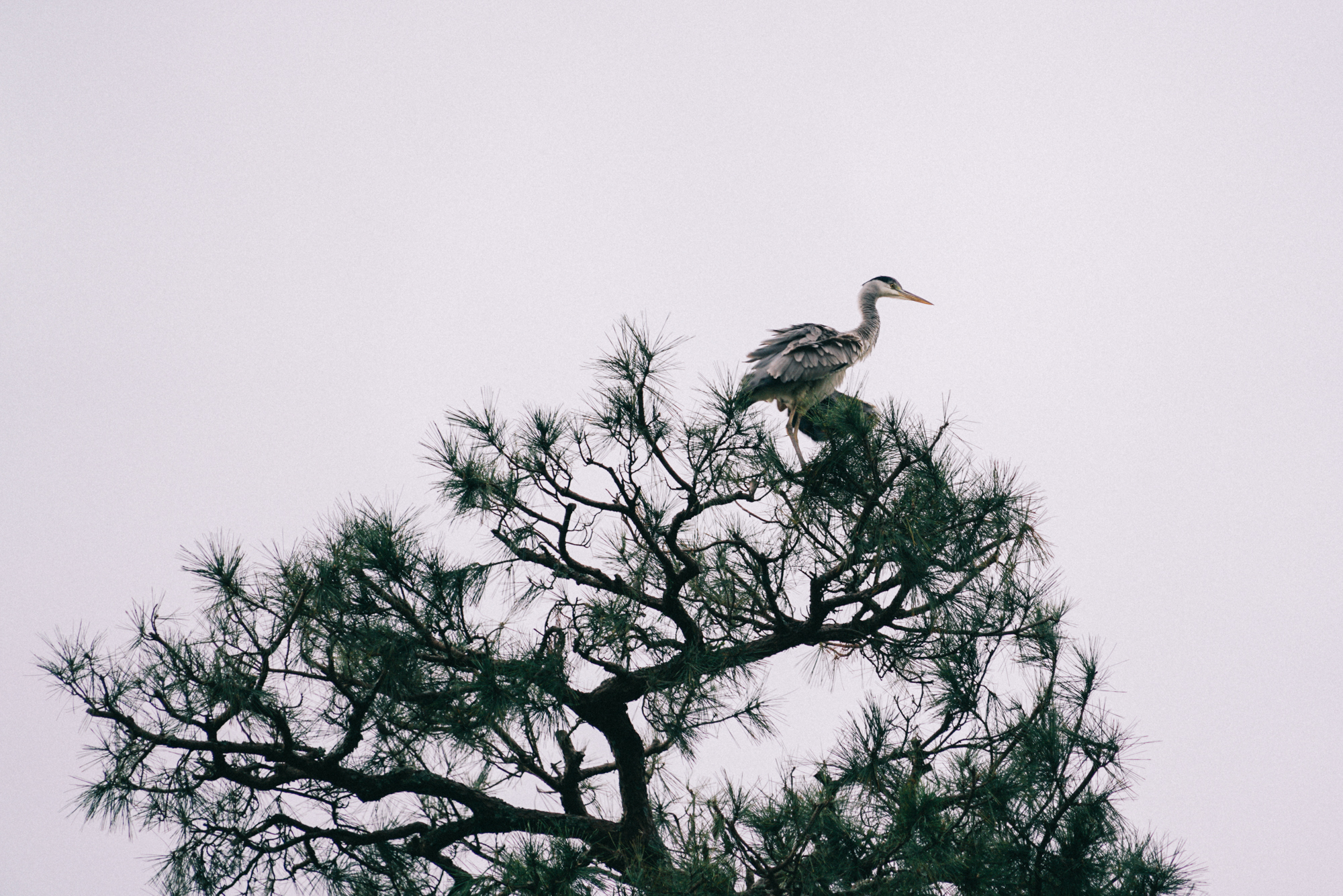 日本京都南禅寺国宝,日本旅游国宝