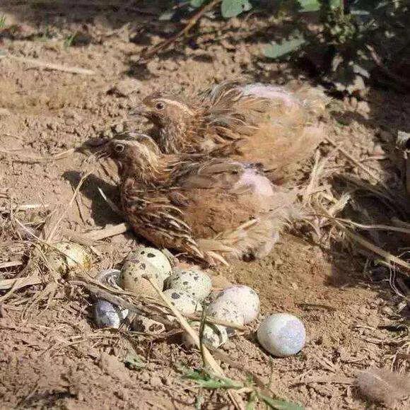 关于鹌鹑的养殖技术,鹌鹑养殖的管理技术