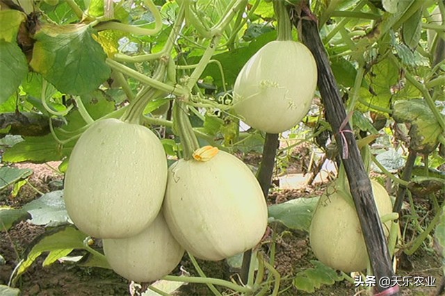 金丝瓜的种植方法和注意事项,金丝瓜种植时间和方法